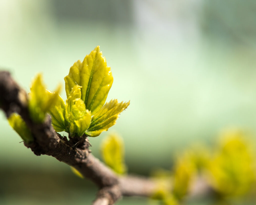 Young grape leaves in spring time