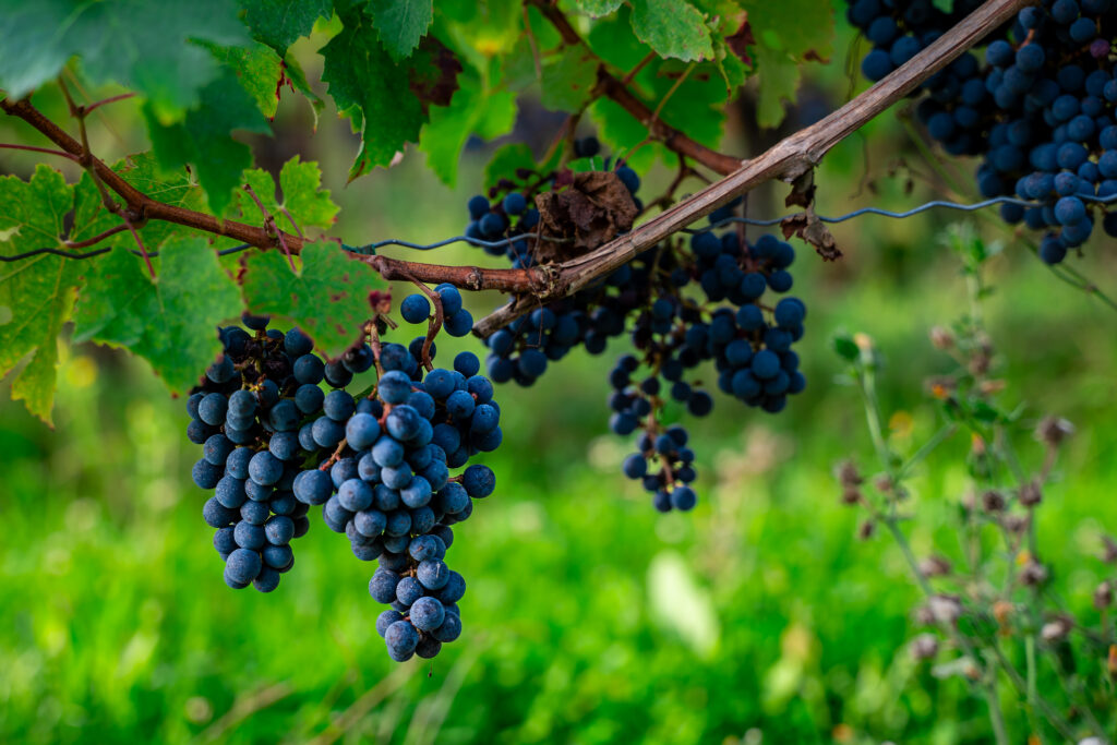 Copie de ©kreazim.com Anatole domaine Chinon 30 scaled